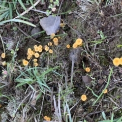 Lichenomphalia chromacea (Yellow Navel) at Nanima, NSW - 12 Sep 2020 by 81mv