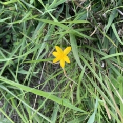 Hypoxis hygrometrica var. villosisepala (Golden Weather-grass) at Nanima, NSW - 12 Sep 2020 by 81mv