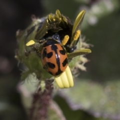 Coccinella transversalis (Transverse Ladybird) at Scullin, ACT - 12 Sep 2020 by AlisonMilton