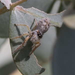 Opisthoncus grassator at Scullin, ACT - 12 Sep 2020