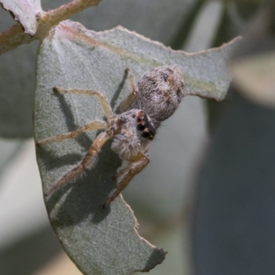 Opisthoncus grassator (Jumping spider) at Scullin, ACT - 12 Sep 2020 by AlisonMilton