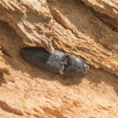 Elateridae sp. (family) (Unidentified click beetle) at Higgins, ACT - 10 Sep 2020 by AlisonMilton