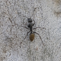 Camponotus aeneopilosus (A Golden-tailed sugar ant) at Higgins, ACT - 9 Sep 2020 by AlisonMilton