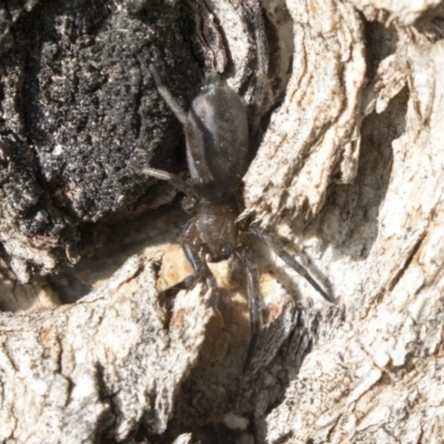 Intruda signata (Ground spider) at Higgins, ACT - 10 Sep 2020 by AlisonMilton