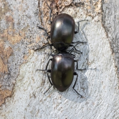 Chalcopteroides spectabilis (Rainbow darkling beetle) at Higgins, ACT - 12 Sep 2020 by AlisonMilton