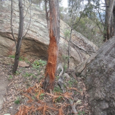 Cervidae (family) (Deer (unknown species)) at Namadgi National Park - 12 Sep 2020 by idlidlidlidl