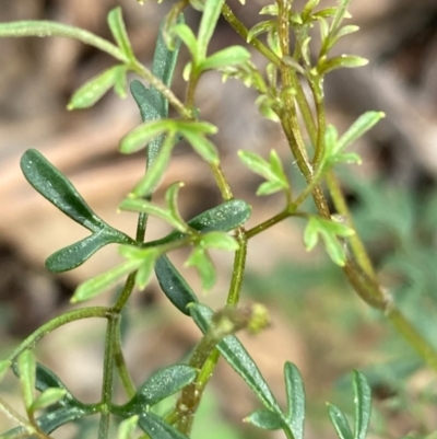 Clematis leptophylla (Small-leaf Clematis, Old Man's Beard) at Urila, NSW - 11 Sep 2020 by Safarigirl