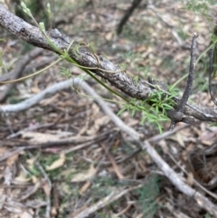 Clematis leptophylla at Urila, NSW - 11 Sep 2020