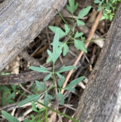 Clematis leptophylla at Urila, NSW - 11 Sep 2020