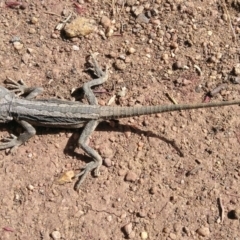 Pogona barbata (Eastern Bearded Dragon) at Symonston, ACT - 12 Sep 2020 by CallumBraeRuralProperty