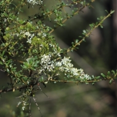Bursaria spinosa (Native Blackthorn, Sweet Bursaria) at Aranda, ACT - 31 Mar 2020 by Tammy