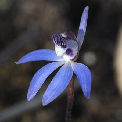 Cyanicula caerulea (Blue Fingers, Blue Fairies) - 1 Jan 1900 by David