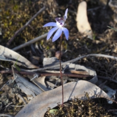 Cyanicula caerulea at Downer, ACT - suppressed