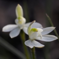 Caladenia fuscata (Dusky Fingers) - 1 Jan 1900 by David
