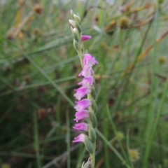 Spiranthes australis (Austral Ladies Tresses) at Tuggeranong Hill - 7 Feb 2018 by member211