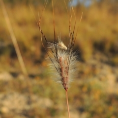 Dichanthium sericeum (Queensland Blue-grass) at Tennent, ACT - 17 May 2020 by MichaelBedingfield