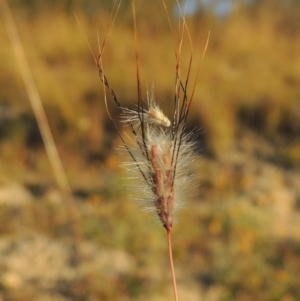 Dichanthium sericeum at Tennent, ACT - 17 May 2020