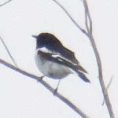 Melanodryas cucullata cucullata (Hooded Robin) at Tennent, ACT - 12 Sep 2020 by tom.tomward@gmail.com