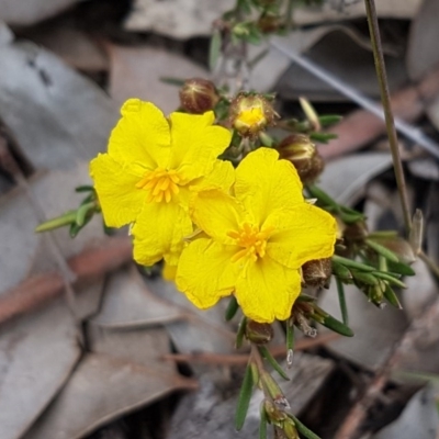 Hibbertia calycina (Lesser Guinea-flower) at Holt, ACT - 12 Sep 2020 by tpreston