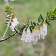 Leucopogon fletcheri subsp. brevisepalus (Twin Flower Beard-Heath) at Holt, ACT - 12 Sep 2020 by tpreston
