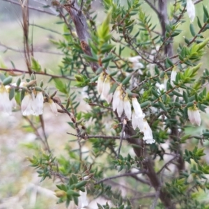 Leucopogon fletcheri subsp. brevisepalus at Holt, ACT - 13 Sep 2020