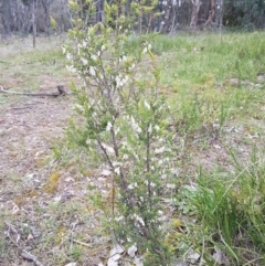 Leucopogon fletcheri subsp. brevisepalus at Holt, ACT - 13 Sep 2020