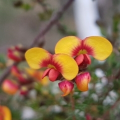 Dillwynia phylicoides (A Parrot-pea) at Aranda Bushland - 12 Sep 2020 by trevorpreston