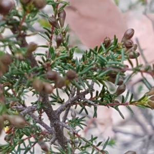 Dillwynia phylicoides at Holt, ACT - 13 Sep 2020