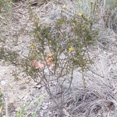 Dillwynia phylicoides at Holt, ACT - 13 Sep 2020 09:48 AM