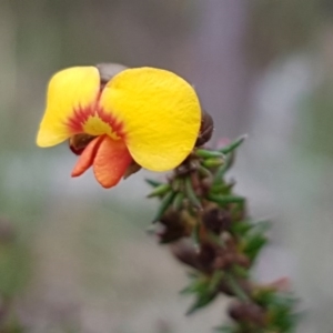 Dillwynia phylicoides at Holt, ACT - 13 Sep 2020 09:48 AM