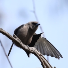 Artamus cyanopterus cyanopterus (Dusky Woodswallow) at Majura, ACT - 12 Sep 2020 by jbromilow50