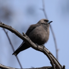 Artamus cyanopterus at Majura, ACT - 12 Sep 2020