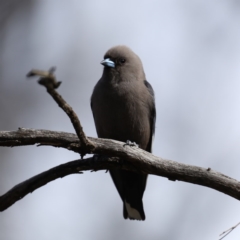 Artamus cyanopterus cyanopterus at Majura, ACT - 12 Sep 2020