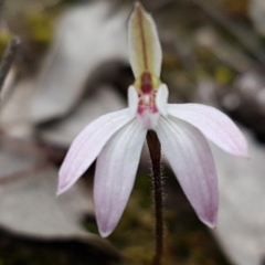 Caladenia fuscata (Dusky Fingers) at Holt, ACT - 12 Sep 2020 by tpreston