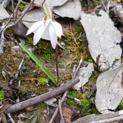 Caladenia fuscata at Holt, ACT - suppressed