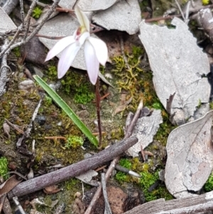 Caladenia fuscata at Holt, ACT - suppressed