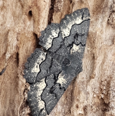 Melanodes anthracitaria (Black Geometrid) at Aranda Bushland - 12 Sep 2020 by trevorpreston