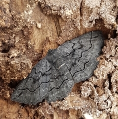 Melanodes anthracitaria at Holt, ACT - 13 Sep 2020