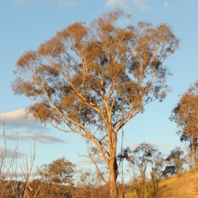 Eucalyptus melliodora (Yellow Box) at Tennent, ACT - 17 May 2020 by michaelb