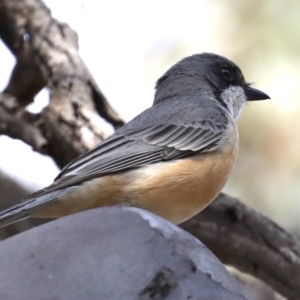 Pachycephala rufiventris at Majura, ACT - 12 Sep 2020