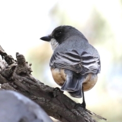 Pachycephala rufiventris at Majura, ACT - 12 Sep 2020