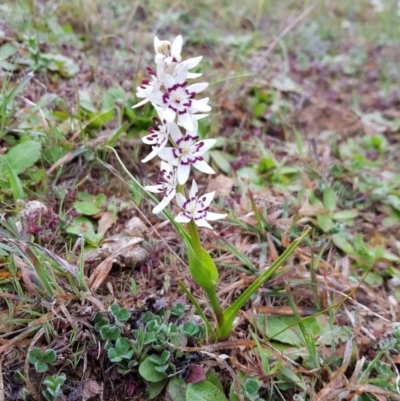 Wurmbea dioica subsp. dioica (Early Nancy) at Holt, ACT - 12 Sep 2020 by wombey