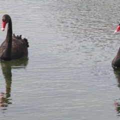 Cygnus atratus at Throsby, ACT - 12 Sep 2020