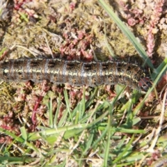 Apina callisto (Pasture Day Moth) at Throsby, ACT - 12 Sep 2020 by davobj