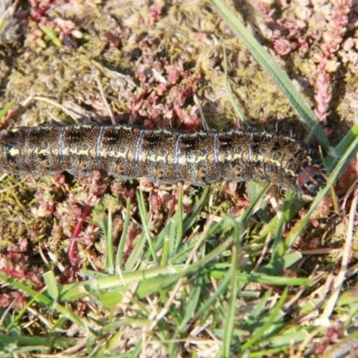 Apina callisto (Pasture Day Moth) at Throsby, ACT - 12 Sep 2020 by davobj