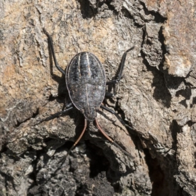 Theseus modestus (Gum tree shield bug) at Higgins, ACT - 12 Sep 2020 by AlisonMilton