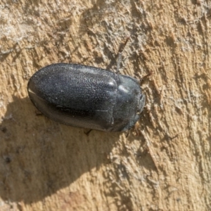 Pterohelaeus striatopunctatus at Higgins, ACT - 12 Sep 2020