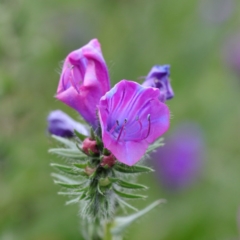 Echium plantagineum (Paterson's Curse) at Lyneham, ACT - 13 Sep 2020 by ConBoekel