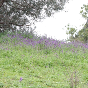 Echium plantagineum at Lyneham, ACT - 13 Sep 2020