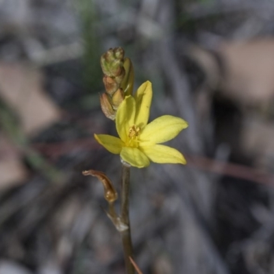 Bulbine bulbosa (Golden Lily, Bulbine Lily) at Bruce, ACT - 12 Sep 2020 by AlisonMilton